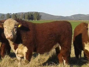 Zambrano vende hoy los Toros Garantidos