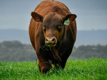 Esta tarde La Cascada vende su Brangus de las Sierras