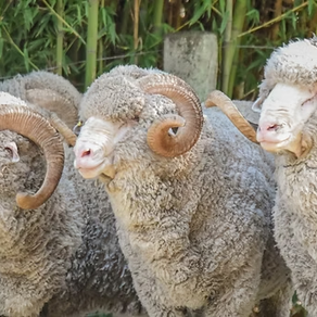 Araujo vende este viernes la genética de Los Manantiales