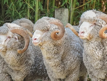 Araujo vende este viernes la genética de Los Manantiales