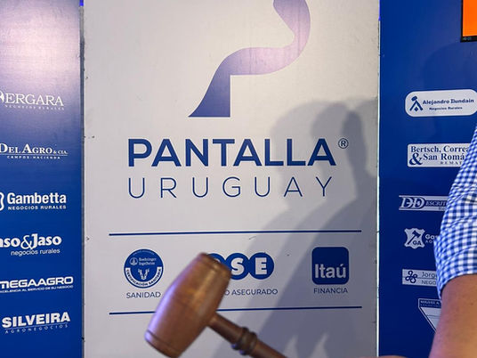 Pantalla Uruguay realiza este miércoles una nueva Ganadera Angus