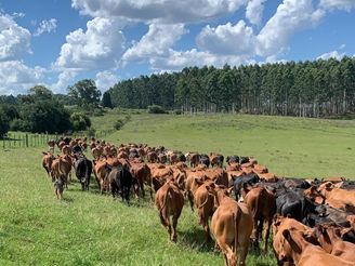 Situación productiva del ganado mejoró levemente