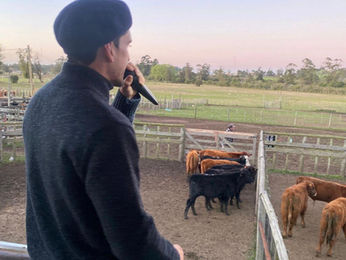 Birriel Hnos. cierra hoy el año con 540 vacunos y 700 lanares