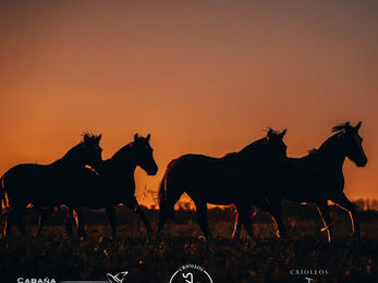 Este lunes se venden Criollos en CECADE
