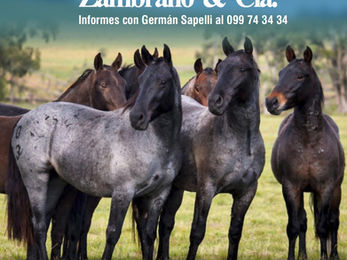 La Invernada vende este viernes con Zambrano