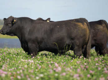 Este martes hay Angus de Primavera con Zambrano