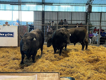 El Maturrango vendió sus toros a US$ 3.792