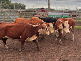 Exitosa feria de Birriel Hnos. en San Luis