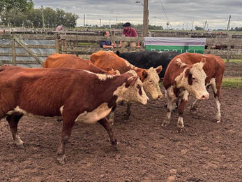 Exitosa feria de Birriel Hnos. en San Luis