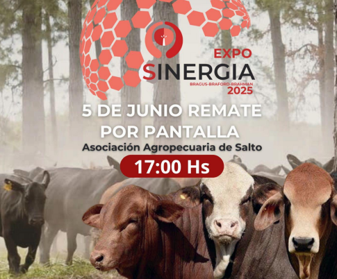 Hoy hay remate especial en el marco de Expo Sinergia