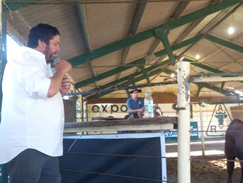 Toros Destacados en Tacuarembó promediaron US$ 2.893