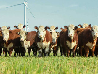 Hereford realiza este viernes una nueva jornada técnica