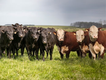 Hoy Zambrano vende los toros de San José del Yaguarí