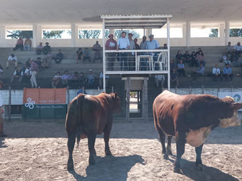 Toros de Doña Adela se vendieron a US$ 2.865