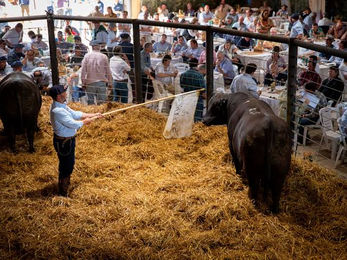 El Yunque concretó un rematazo: 100% de ventas: Los toros Angus PI a US$ 6.414 de promedio