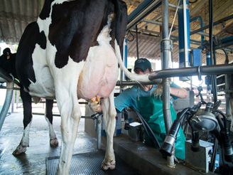 Gremiales lecheras reclaman más recursos para el INALE y advierten riesgo de cierre en 2026