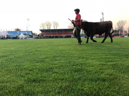 ARU dio prórroga hasta el lunes para inscribir animales para el Prado