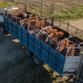 Momento Ganadero: Buscando la nueva referencia en un mercado en suba