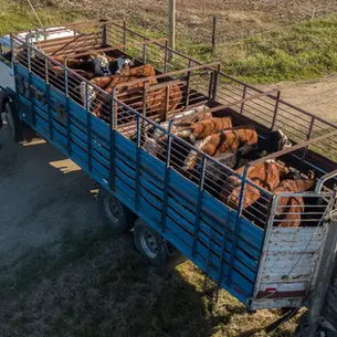 Momento Ganadero: Buscando la nueva referencia en un mercado en suba