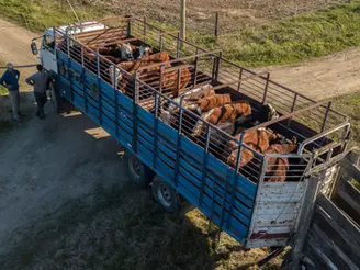 Momento Ganadero: Buscando la nueva referencia en un mercado en suba