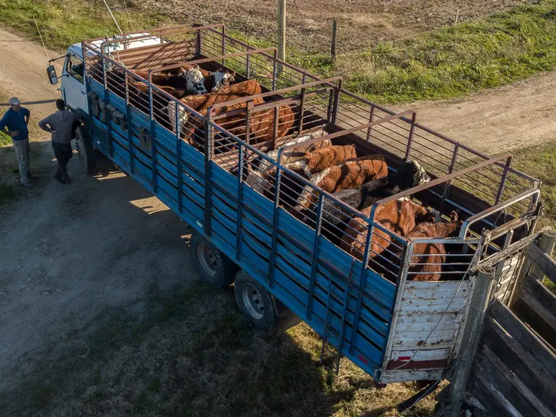 Momento Ganadero: Buscando la nueva referencia en un mercado en suba