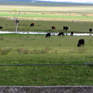 Momento Ganadero: La industria presiona pero la oferta no aparece