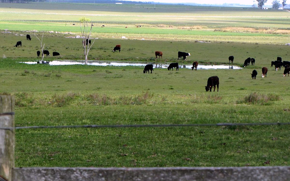 Momento Ganadero: La industria presiona pero la oferta no aparece
