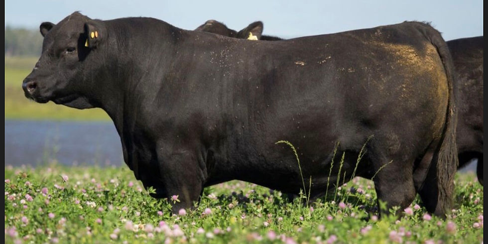 Angus del Modelo lleva a Chiflero 40 toros y 15 vientres PI en su 21º Angus de Primavera