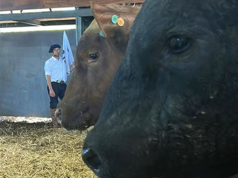 El Yunque pone a la venta 120 toros Angus en su 26º remate anual