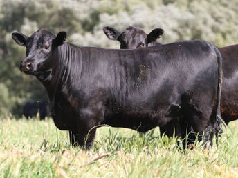 Zambrano vende hoy Toros Garantidos