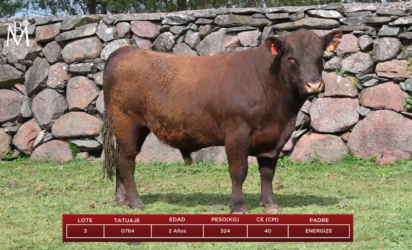 Barras de Mahoma vuelve a la pista con su genética Red Angus en San José