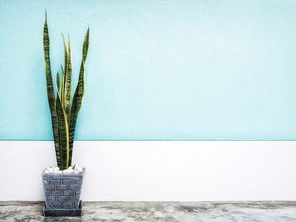 6 Indoor Plants That Will Spice Up Your Living Space
