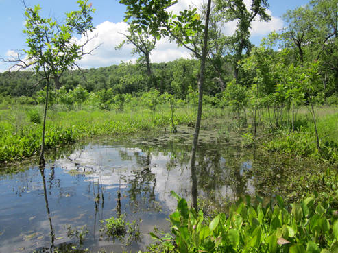 Young restored wetland