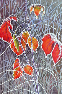 Judith Shepelak Fine Art 