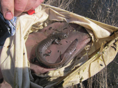 Smallmouth salamander found in restored wetland