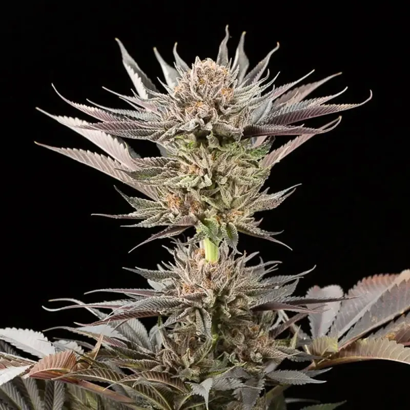 lemon-tree-2-0.webp