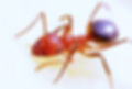 animal-ant-bug-40825_edited.jpg