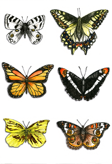 Butterflies_edited_edited_edited.png
