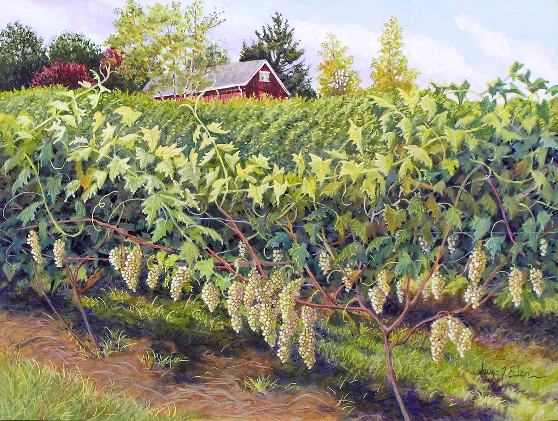Vineyard's Bounty