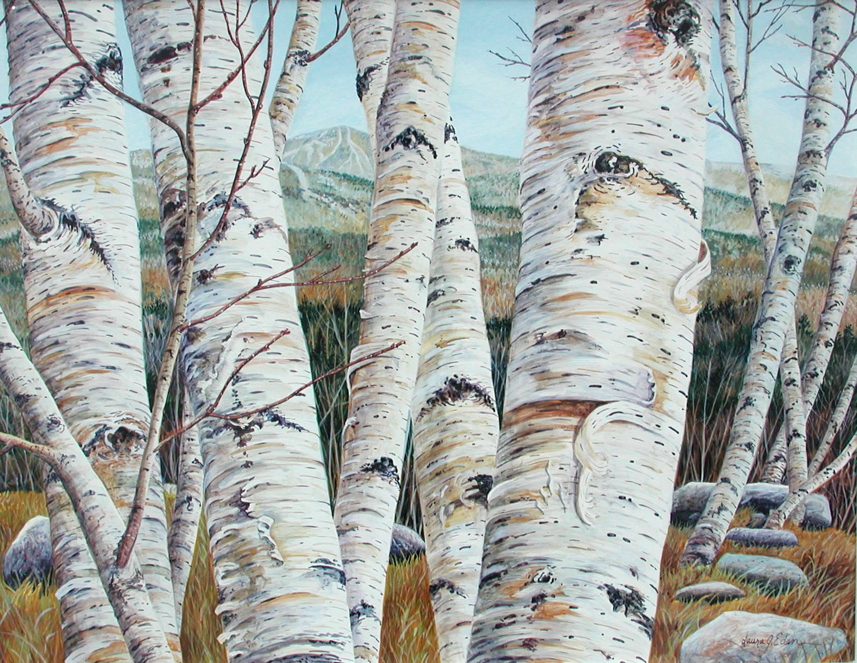 Vermont Birch Grove # 2