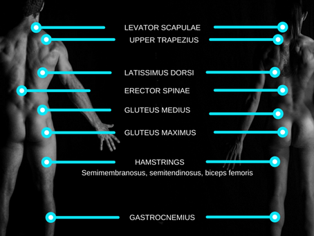 What is the posterior chain & why is it important for riding?