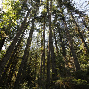 My Love Affair With Words