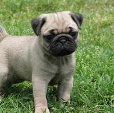 Carlino