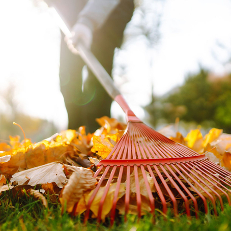 Person rakes bright autumn leaves on grass in a sunny park, with trees blurred in the background.