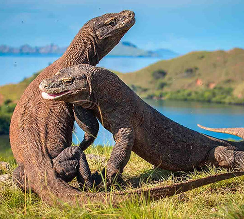 Komodo.jpg