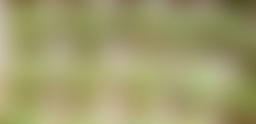 קציצות עדשים ותרד