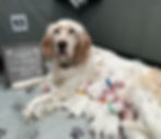 Ivy with her nine English setter puppies