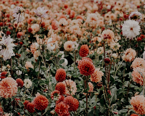 red and white flowers_edited.jpg