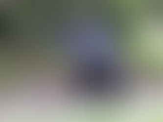 What to Look for When Adopting from a Shelter or Rescue