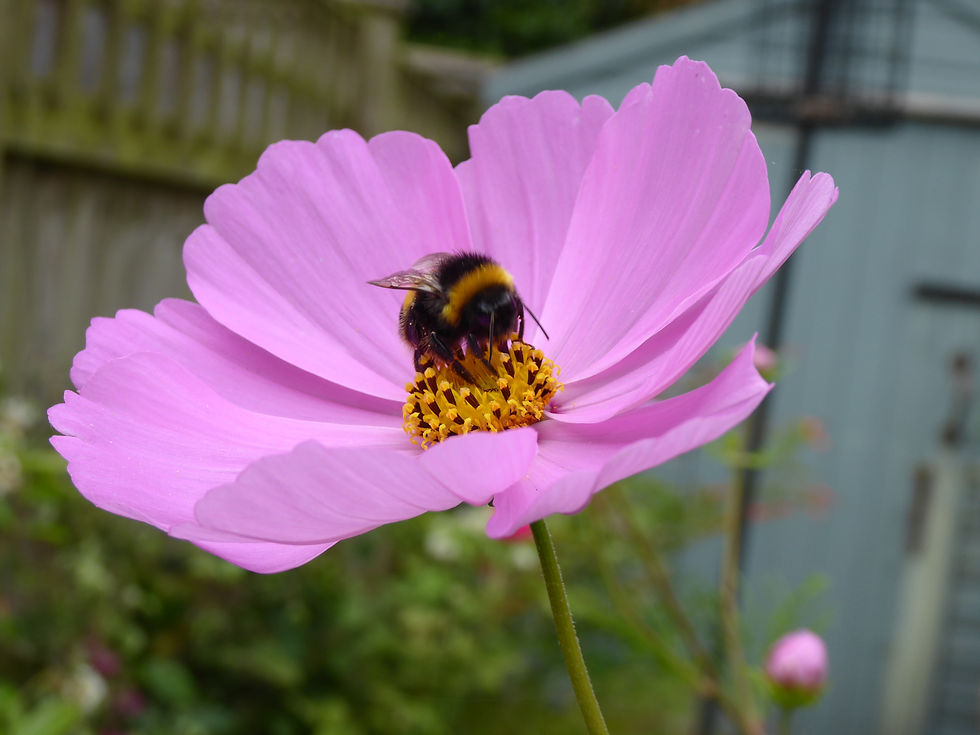 Create Gardens for Wildlife